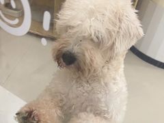 -共舞时光猫咖·狗咖(新街口店)