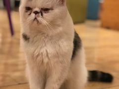-Cappucimeow猫咪咖啡馆(韦伯时代店)