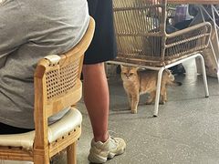 -共舞时光猫咖·狗咖(新街口店)