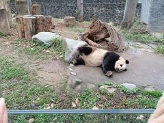 -都江堰中华大熊猫苑