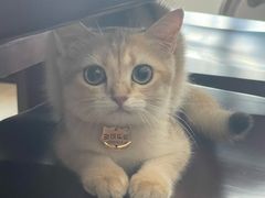 -东方名猫馆·英短金渐层布偶猫舍(环线广场1号楼店)