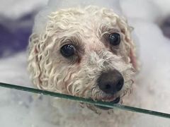 -欧奕国际动物医院