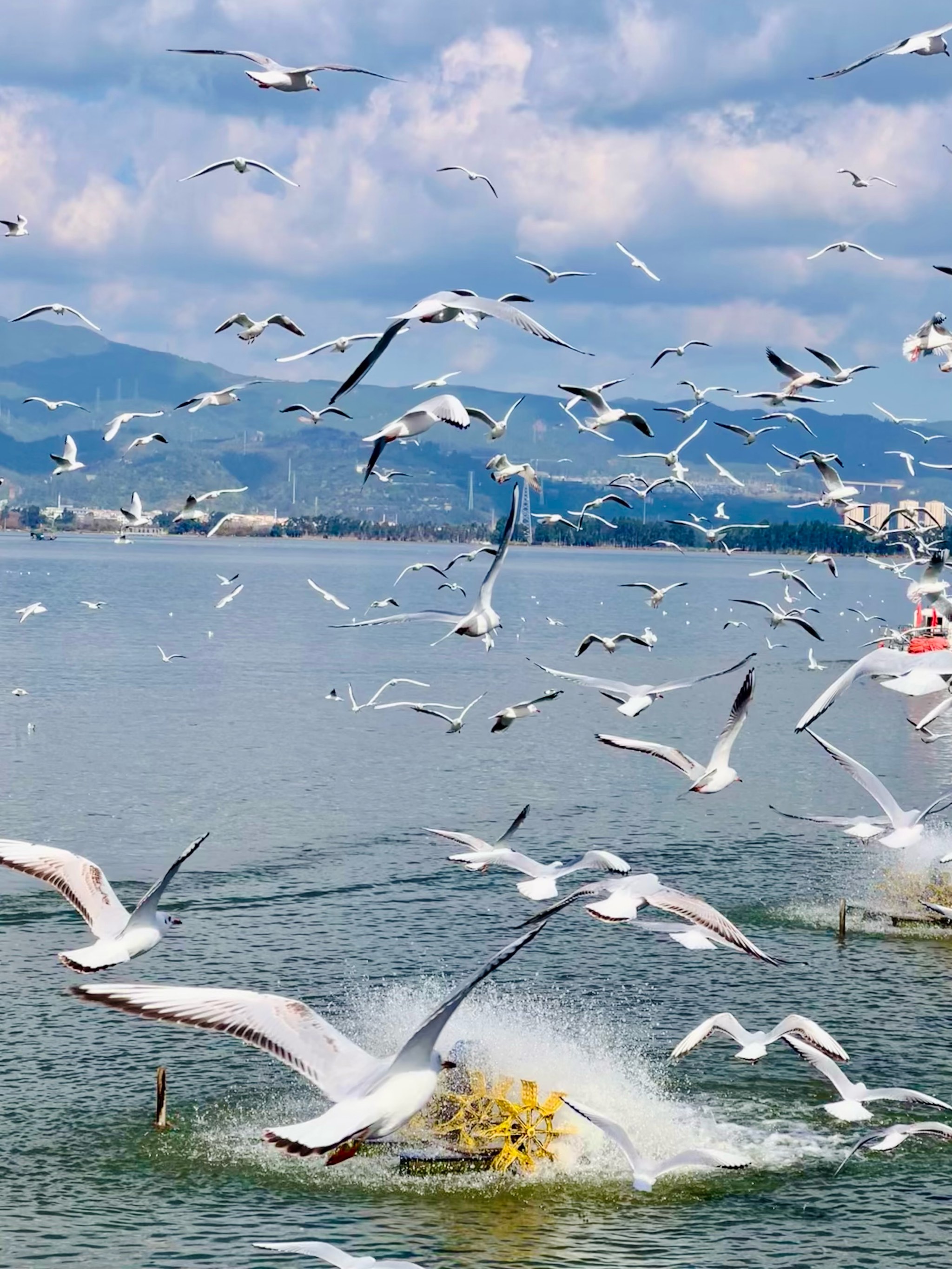 海埂大坝月份图片