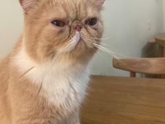 -滚猫咖啡·猫咖·猫友好撸猫(未来城店)