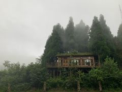 -武陵山森林公园