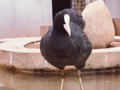 -青藏高原野生动物园