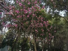 -重庆市江北嘴中央商务区中央公园