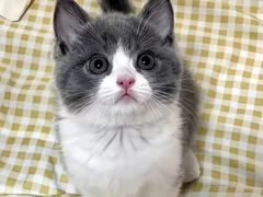 -猫十亿·布偶金渐层·曼基康矮脚猫舍(青年路店)