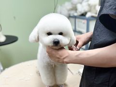 -鑫艺宠物美容培训学校