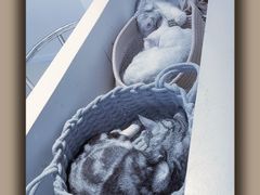 -怪兽屋·羊驼·猫咖·狗咖(俊华广场店)