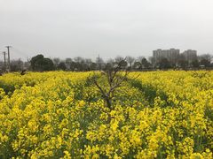 -南汇桃花村