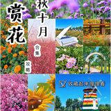 北京花海🌺金秋十月赏花攻略㊙️