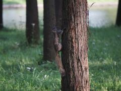 -上海共青森林公园