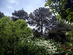 -铁山坪森林公园