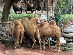 -长鹿旅游休博园