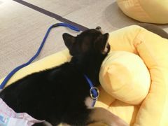 -逗柴咖啡屋·狗咖猫咖宠物桌游