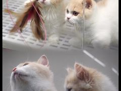 -lincat·猫舍(广州店)