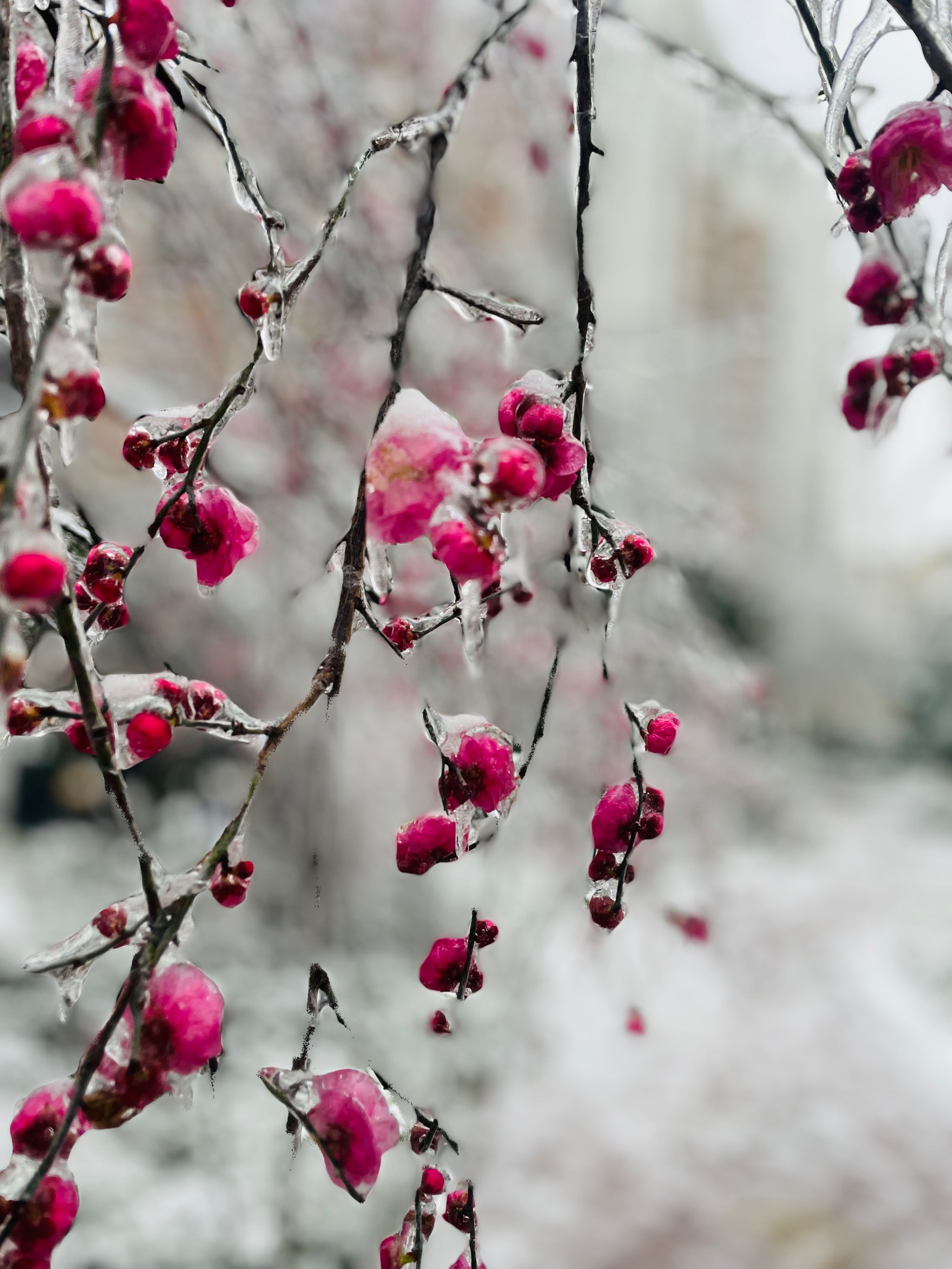 白雪红梅唯美图片