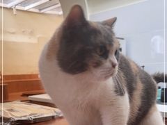 -有猫主题·治愈系猫咖(曾厝垵店)