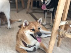 -柴犬高等学院·狗咖·柴犬售卖·宠物训练