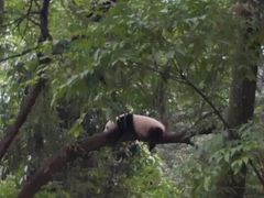 -中国大熊猫保护研究中心雅安碧峰峡基地