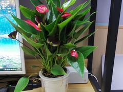 -马记烧烤(曲沃路店)