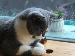 -猫小院猫主题咖啡厅(北锣店)