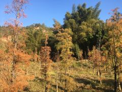 -神光山国家森林公园