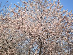 -桃花堤公园