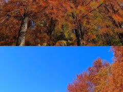 -莲花山公园