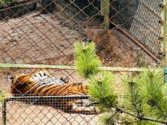 -青藏高原野生动物园