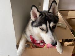 -Husky Go! 哈士奇体验馆·宠物咖啡厅狗咖