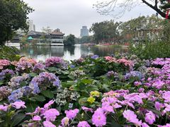 -荔湾湖公园