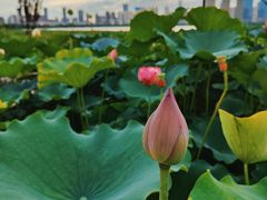 -沙湖公园