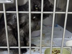 -达爱动物医院·犬猫分区·CT·复杂眼科(远洋山水分院)