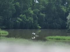 -大湾区中央湿地公园