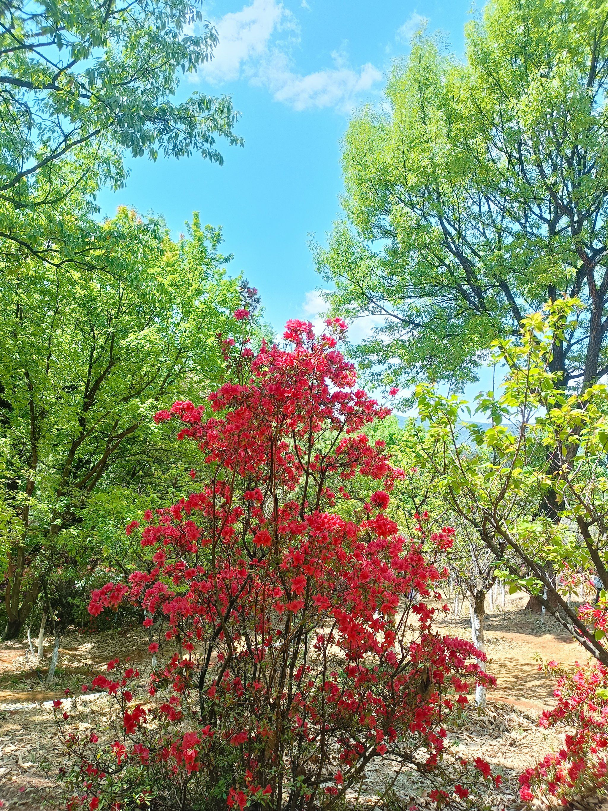 三月春风赏杜鹃