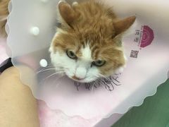 -北京观赏动物医院·24小时大型综合·猫专科·异宠专科