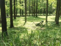 -黄海国家森林公园