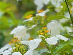 -广西壮族自治区药用植物园