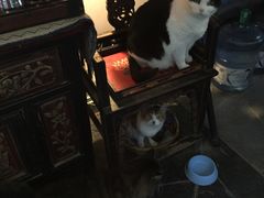 -Anne猫窝咖啡屋