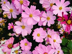 -天适樱花悠乐园