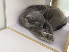 -喵的天空名猫咖啡馆·撸猫·猫舍·用品