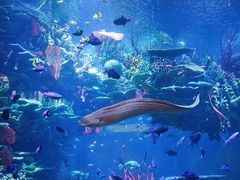 -迪拜帆船酒店海底餐厅