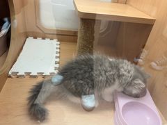 -爪爪喵星球·猫舍(卓悦中心店)