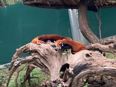 -大连森林动物园