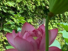 -陈家山荷花公园