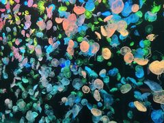 -珠海长隆海洋王国