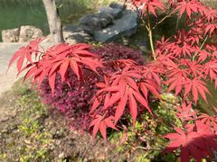 -虎丘湿地公园