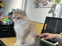 -琪喵猫屋·撸猫猫咖·猫舍